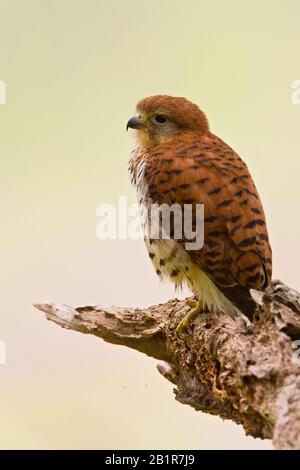 Mauritius-Kestrel (Falco punctatus), auf einem Zweig, endemische Raptorenarten aus Mauritius, Mauritius Stockfoto