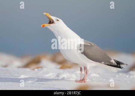 Heringsmöwe (Larus argentatus), zwei Möwen, die synchron anrufen, Norwegen Stockfoto