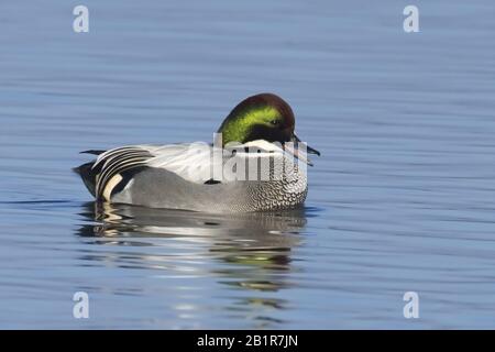 Falcated Teal (Anas falcata, Mareca falcata), Schwimmmännchen, USA, Texas Stockfoto