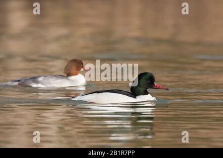 Gänsander (Mergus merganser), Erwachsene Männer mit 2-Cy-Männchen, Deutschland Stockfoto