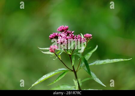 Hanfagrimonie, gewöhnliche Hanfagrimonie (Eupatorium cannabinum), im Knospen, Deutschland Stockfoto