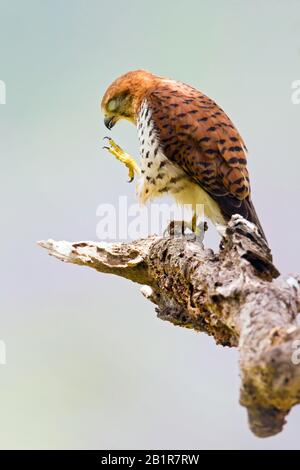 Mauritius-Kestrel (Falco punctatus), auf einem Zweig, endemische Raptorenarten aus Mauritius, Mauritius Stockfoto