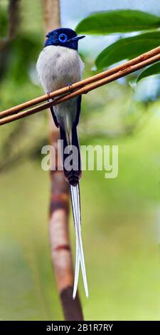 Madagaskar Paradise Flycatcher (Terpsiphone mutata), männlich, Madagaskar Stockfoto