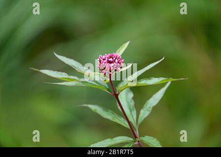 Hanfagrimonie, gewöhnliche Hanfagrimonie (Eupatorium cannabinum), im Knospen, Deutschland Stockfoto