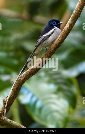 Madagaskar Paradise Flycatcher (Terpsiphone mutata), männlich, Madagaskar Stockfoto