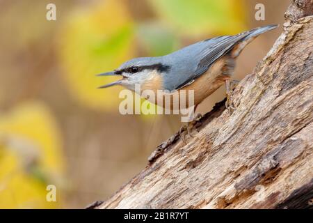 Eurasisches Nuthatch (Sitta europaea), Calling, Deutschland, Bayern Stockfoto