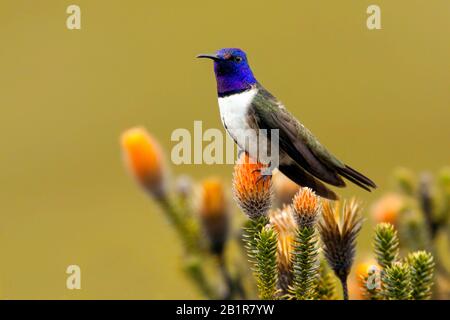 Ecuadorianischer Hillstar, Oreotrochilus chimborazo (Oreotrochilus chimborazo), Kolibriarten aus den Höhenlagen des Gebirgsgrasslands der hohen Anden, Suedamerika Stockfoto
