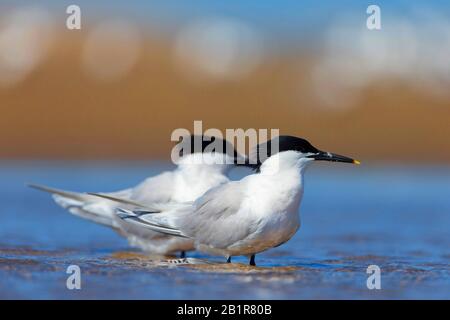 Sandwich tern (Sterna sandvicensis, Thalasseus sandvicensis), zwei Sandwichternen im Flachwasser, Spanien, Katalonien Stockfoto