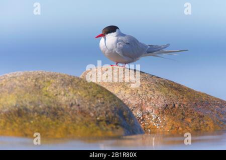 Arctic tern (Sterna paradisaea), auf einem Felsen im Wasser, Seitenansicht, Schweden, Oeland Stockfoto