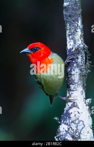 Mauritius-Fody (Foudia rubra), auf einem Zweig, endemische Vogelart aus Mauritius, Mauritius Stockfoto