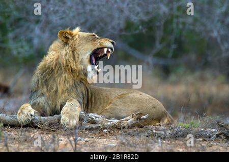 Lion (Panthera leo), männliche Rare, Afrika Stockfoto
