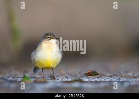 Grauer Wagtail (Motacilla cinerea), unreifer Vogel auf dem Boden, Deutschland Stockfoto