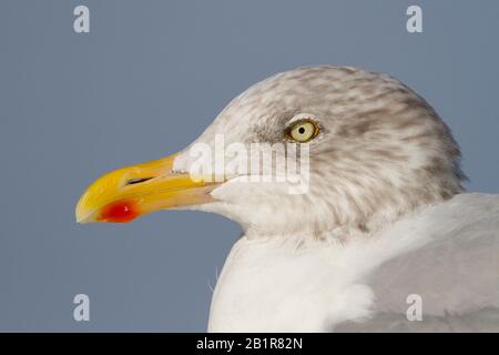 Silbermöwe (Larus Argentatus), Porträt, Deutschland Stockfoto