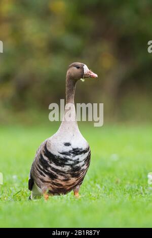 Weißstirngans (Anser Albifrons), steht auf einer Wiese, Deutschland Stockfoto