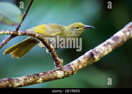 Duetting Giant-Honeyeater, Gymnomyza brunneirostris (Gymnomyza brunneirostris), eine vor kurzem gespaltene Art, Fiji Stockfoto