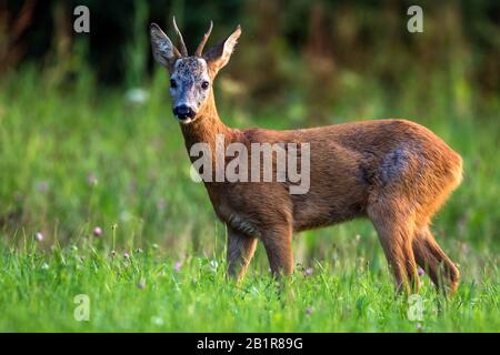 ROE Deer (Capreolus Capreolus), Robock auf einer Wiese, mit Blick auf Kamera, Deutschland, Baden-Württemberg Stockfoto