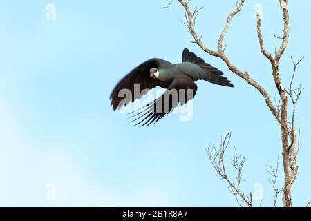 Weißkehl-Fruchttaube (Columba vitiensis), fliegend von einem Baum, Fidschi Stockfoto