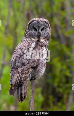 Große graue Eule (Strix nebulosa), sitzend, USA, Wyoming, Yellowstone-Nationalpark Stockfoto