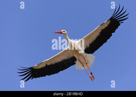 Weißstorch (Ciconia ciconia), ín Flug am blauen Himmel, Blick von unten, Deutschland, Niedersachsen Stockfoto