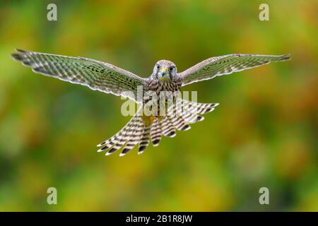 European Kestrel, Eurasisch Kestrel, Old World Kestrel, Common Kestrel (Falco tinunculus), Flying, Deutschland, Niedersachsen Stockfoto