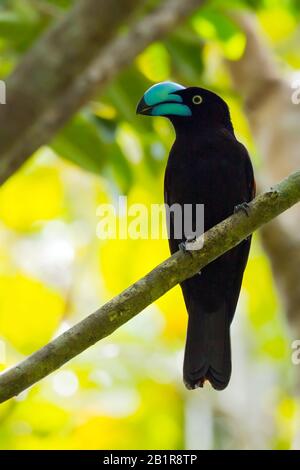 Helmvogel (Euryceros prevostii), männlich, ein atemberaubender Endemit von Madagaskar und beschränkt sich auf Tiefland- und niedermontane Regenwälder im Nordosten von Madagaskar, Madagaskar Stockfoto