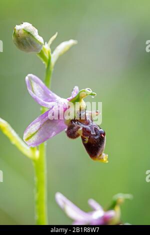 tief im Wald Ophrys, Waldschnepfe Orchidee (Ophrys Scolopax), Blume Stockfoto