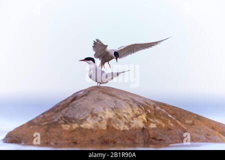 Arctic tern (Sterna paradisaea), auf einem Felsen im Wasser, ein weiteres tern in Annäherung, Schweden, Oeland Stockfoto