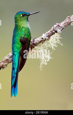 Langschwänziger Sylph (Aglaiocercus kingii), thront, Suedamerika Stockfoto