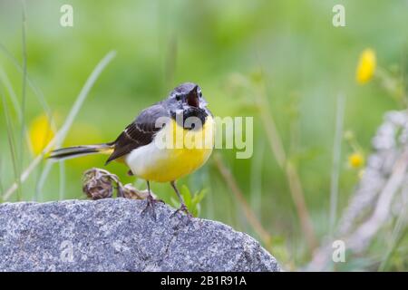 Grauer Wagtail (Motacilla cinerea), mit männlichem Gesang auf einem Stein, Kasachstan Stockfoto