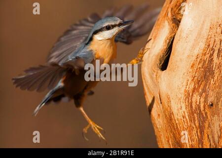 Eurasischer Nuthatch (Sitta europaea), herannahende Bruthöhle, Deutschland, Bayern Stockfoto