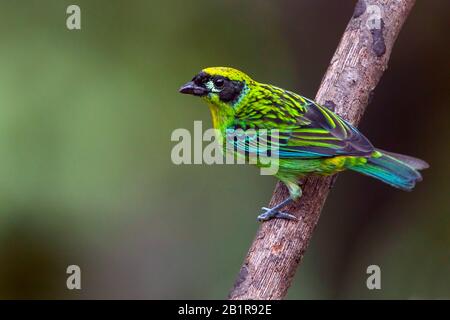 Grün und Gold tanager (Tangara schrankii), gestürft, Suedamerika Stockfoto