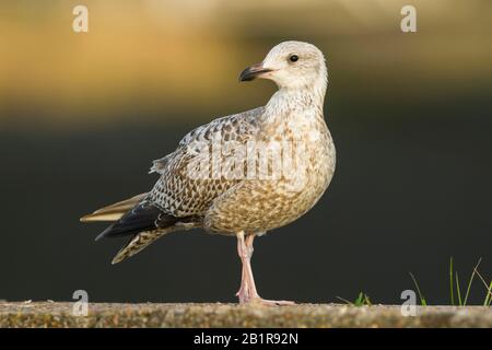 Heringsmöwe (Larus argentatus), unreif, Deutschland Stockfoto