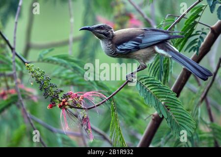 neukaledonischer Friarbird (Philemon diemenensis), endemisch in Neukaledonien, Neukaledonien Stockfoto