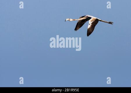 Größerer Flamingo (Phönicopterus roseus, Phönicopterus ruber roseus), unreif im Flug, Frankreich Stockfoto