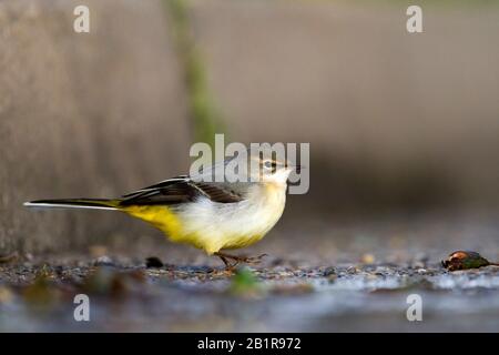 Grauer Wachschwanz (Motacilla cinerea), unreifer Vogel auf dem Boden, Seitenansicht, Deutschland Stockfoto