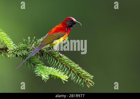 Frau Goulds Sonnenvogel (Aethopyga gouldiae), männlich, thront, Asien Stockfoto