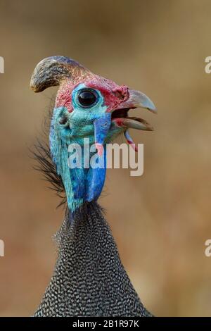 Geheilte Guineafule (Numida meleagris), Rufen, Afrika Stockfoto