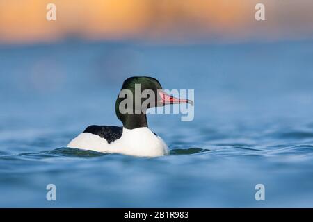 Gänsander (Mergus merganser), Schwimmmännchen, Deutschland Stockfoto