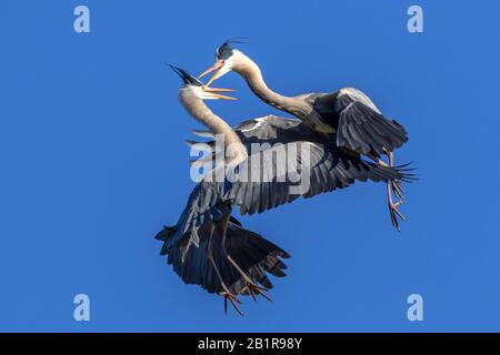 Graureiher (Ardea cinerea), Kämpfe, Deutschland, Bayern Stockfoto