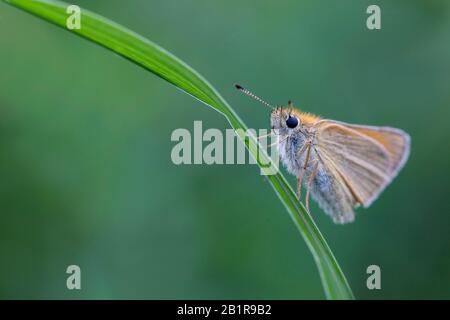 Essex-Skipper (Thymelikus lineolus, Thymelikus lineola), sitzt auf einem Blatt, Deutschland, Bayern Stockfoto