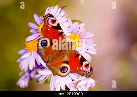 Pfauenschmetterling, European Peacock (Inachis io, Nymphalis io, Aglais io), auf aster, Deutschland Stockfoto