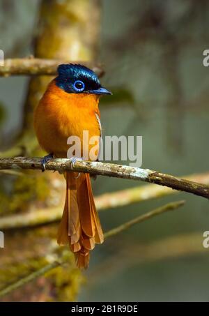 Madagaskar Paradise Flycatcher (Terpsiphone Mutata), weiblich, Madagaskar Stockfoto