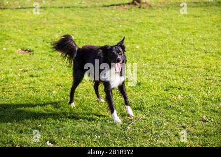 Porträt des fröhlichen Border Collie Hundes, der auf grünem Gras zur Kamera schaut lustiger Gesichtsmund, der offen ist und lange Zunge zeigt und den sonnigen Frühlingstag genießt. Stockfoto