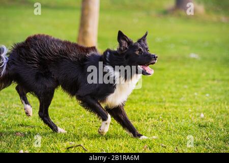 Border Collie Hund läuft fokussiert nach vorne und genießt einen sonnigen Tag und spielt mit seinem Meister. Stockfoto