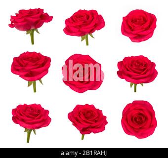 Set aus roten Rosenblüten in verschiedenen Kamerawinkeln, isoliert auf weißem Hintergrund, Elementen für Designcollage, verschiedene Ansichten Stockfoto