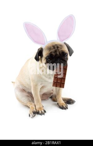Osterhase. Trauriger Pughund mit Schokolade im Mund und Kaninchenohren. Stockfoto