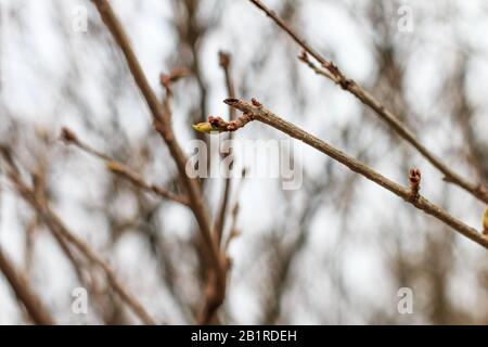 Budapest, Ungarn - 25. Januar 2020: Die erste Blattknospe, die zu Beginn des Frühlings auf einem dünnen Zweig eines Busches neu gebildet wurde Stockfoto