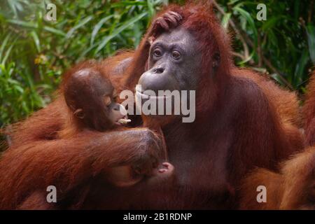 Wunderschönes Porträt einer Sumatran-Mutter Orang-Utan (Pongo abelii), die ihren Säugling in den Arm hält und dabei beobachtet, wie er ein Stück Zuckerrohr isst. Stockfoto