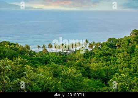 Ein Blick auf einen wunderschönen, üppigen Wald und Kokospalmen in der Nähe des Meeres auf einer tropischen Insel auf den Philippinen. Puerto Galera, Mindoro. Stockfoto