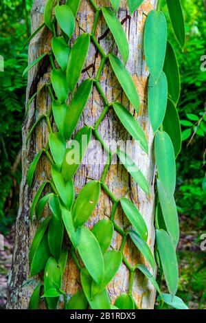 Vanilleppland, das am Baum hängt, La Digue Island, Seychellen. Stockfoto